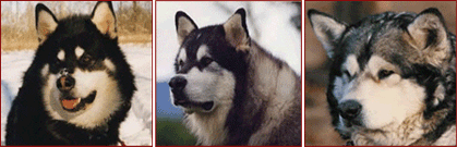 Giant Alaskan Malamutes