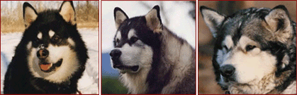 wakon giant alaskan malamute