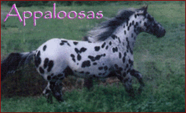 Appaloosas